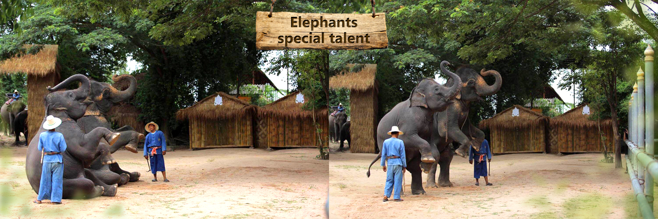 elephant-special-talent