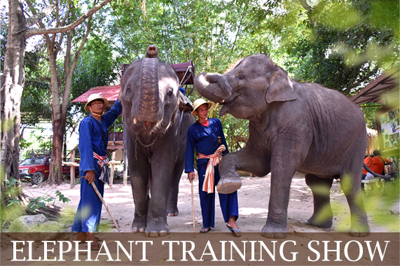 elephant-training-show